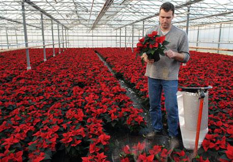 Een zee van kerststerren